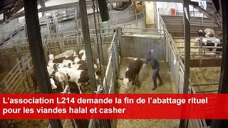 L’association L214 demande la fin de l’abattage rituel pour les viandes halal et casher [upl. by Anire]