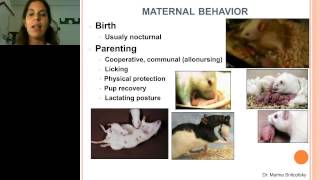 Marina Snitcofsky  Normal behavior of rodents Understand it then respect it [upl. by Lechner]