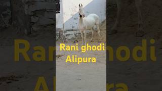 Rani ghodi Alipura tonk Tejaji ka song rajasthani bestindianhorse tending shortsviral horse [upl. by Drogin]