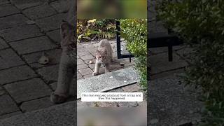 This man rescued a bobcat from a trap and then this happened animalshorts shortvideo [upl. by Ryder]