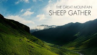 The Great Mountain Sheep Gather [upl. by Naesal]