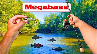 PECHE de la PERCHE en Rivière Megabass [upl. by Kosse602]