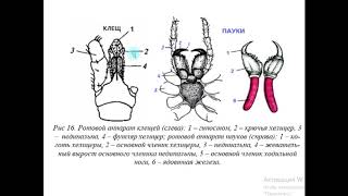 Паукообразные Arachnoidea [upl. by Longwood894]