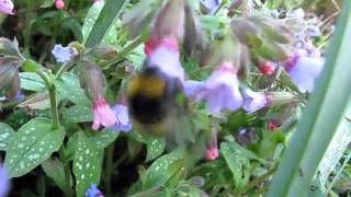 Bombus Pratorum [upl. by Arannahs995]