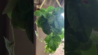 Episcia cupreata GreenWorldLD greenworldld nature gardenworld tropicalfruit green garden [upl. by Vitia]