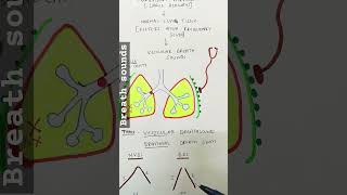 Breath sounds I Auscultation I Vesicular breath sounds I Lung sounds [upl. by Ehtiaf]