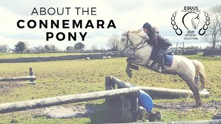 About the Connemara Pony Official Selection Equus Film Festival [upl. by Deacon632]