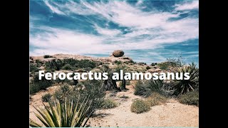 Ferocactus alamosanus shorts [upl. by Redwine313]