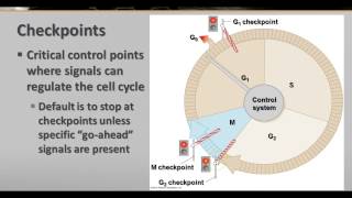 Cell Cycle Control amp Cancer [upl. by Swinton]