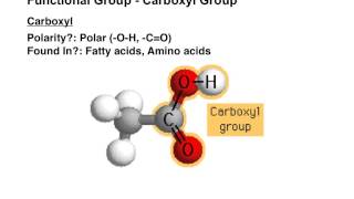 Biological Functional Groups [upl. by Etak656]