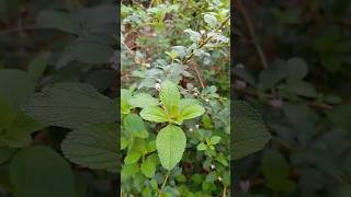 Melissa officinalis planta medicinal melissa youtubeshort viraliza shortsviral [upl. by Noland]