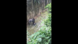 HARAMBE SHOT  FOOTAGE [upl. by Langelo]