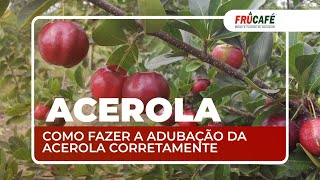 Como Fazer a Adubação da Acerola Corretamente [upl. by Ohnuj]