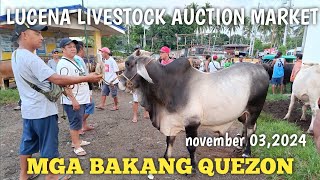 Price Update Lucena Livestock Auction Market Quezon [upl. by Kessler]