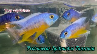 MALAWI CICHLIDS HAPS Trop Aquarium Singapore last upd 140624 [upl. by Auqeenwahs821]