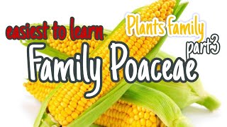 Family Poaceae class 11 morphology NEET 2025 [upl. by Airamasor418]