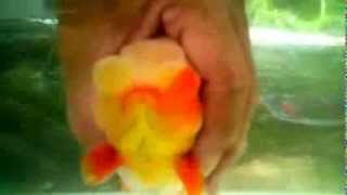 Oranda Ranchu an amazing goldfish crossbreeding [upl. by Mercier]