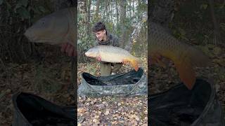 Listopad🍂🍁 dlaciebie karp karpiowanie viralvideo nash nashtackle carpstyle carp [upl. by Aicertap]