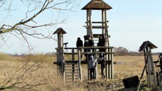 Nemuno deltos paukščiai  Birds of Nemunas river delta Full HD 1080p [upl. by Garreth]