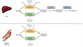 Glycogen Metabolism  Glycogenolysis  Pathway Enzymes and Regulation [upl. by Demaggio]