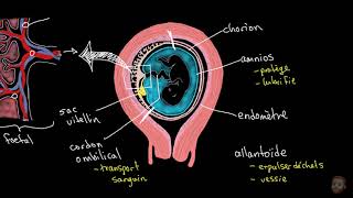 La parturition et la lactation [upl. by Litta480]