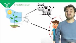 Biología  Incorporación de Materia y Energía a la Célula  Clase N°10 2019 [upl. by Nabatse]