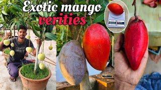 Top 10 mango verities in india  7029847107 [upl. by Friederike929]