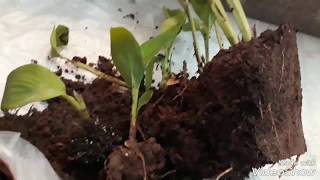 How to Propagate Canna plant  Easy fast simple [upl. by Eichman529]