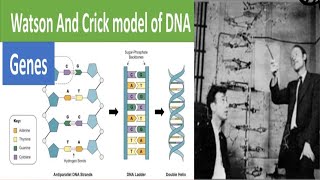 Watson and Crick Model of DNA [upl. by Earleen543]