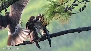 Redtailed Hawk Launches Surprise Attack On Osprey Perching In Savannah – July 25 2023 [upl. by Akimahs]