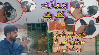 Ghr ki pathiyan joro k lia rok li skypigeons [upl. by Ddat]