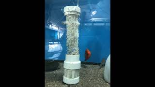 Joe Gargas Fish Room Tour Apollo beach Florida 2018 [upl. by Retxab791]