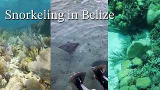 Lets go snorkeling in Belize  marine life internship and lots of fish [upl. by Nnaycnan]