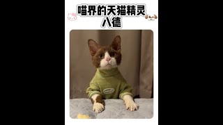 猫界的天猫精灵宠物 萌宠 家有萌宠 猫咪 猫咪的迷惑行为 [upl. by Llenrub]