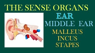 MIDDLE EAR MALLEUS INCUS STAPES THE SENSE ORGANS [upl. by Jobey]