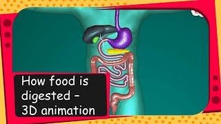 Science  How food is digested  3D animation  English [upl. by Anirtak]