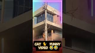 cat funny videos shorts funny cat [upl. by Atiniuq]