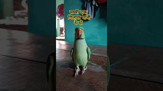 Mummy ek glass pani de do 😂🦜🥰shorts funny funnyparrot birds mummy funnypets funnyvideocats [upl. by Carisa104]