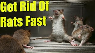 How To Get Rats Out Of Your House With Peppermint Oil Baking Soda Onions amp Bay Leaves ✔️ [upl. by Normandy477]