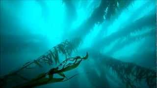 Point Loma Kelp Beds San Diego SCUBA Diving 60 Feet Deep [upl. by Anyahs]