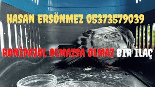 Ronidazole 40  Ronidazole 50  Ronidazole 20  Ronidazole 10 Güvercin İlaçı [upl. by Ecnahs]