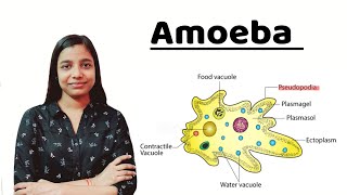 Amoeba  in detail   All About Biology [upl. by Creigh666]