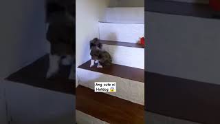 Ang cute ng Hotdog ko wow goodvibes amazing shortvideo alingtinderavlogs [upl. by Conchita424]