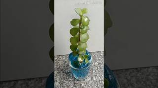 DIY Jada Plant Decor  Jada Plant decor ideasshorts [upl. by Aicena]