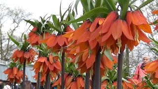 Fritillaria imperialis Rubra red quotcrown imperialquot  FarmerGracycouk [upl. by Erreip]