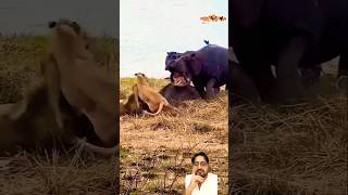 hippo shortvideo الاسد السنوريات trending lion africanlionsafari animals lioncountrysafari [upl. by Barthol]