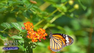 Butterflies On The Move All About Monarch Migration  Nightly News Kids Edition [upl. by Marris]