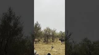 Lion Vs Buffalos 🔥🦁🔥wildlife lionsofafrica animals shortsfeed viralvideo [upl. by Niknar]