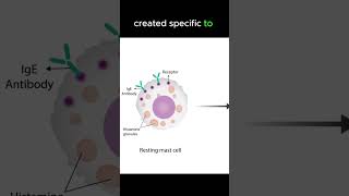 Anaphylaxis pathology [upl. by Belcher]