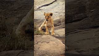 Little Lion Cub Searches and Calling to His Brothers Kopjes Serengeti Pride Of Lions [upl. by Naneek155]